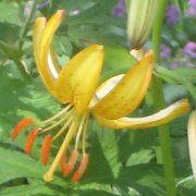 Kometen Group - floret